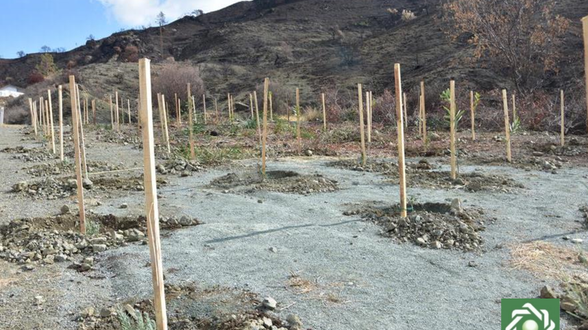 Φωτογραφία δενδρυλλίων από δενδροφύτευση